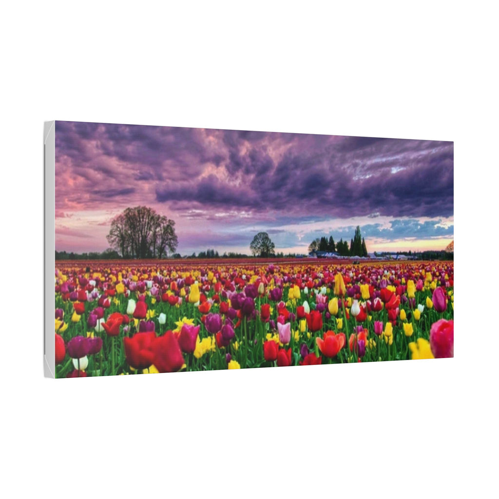 Tulip Field Sunset Canvas Print