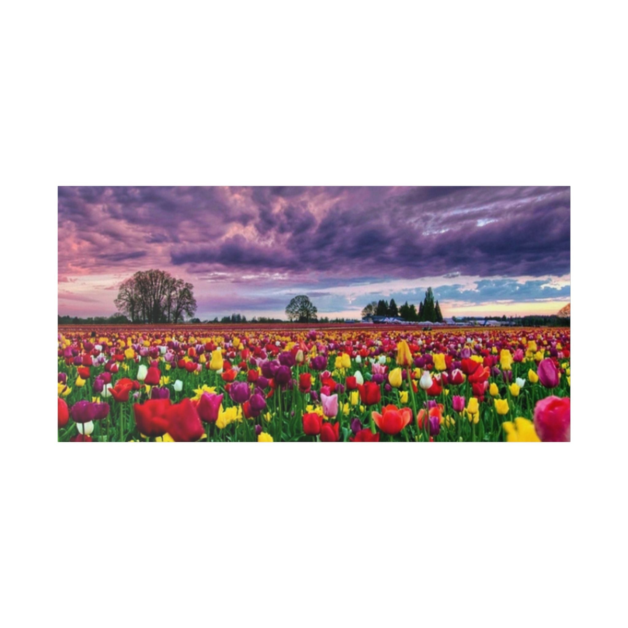 Tulip Field Sunset Canvas Print