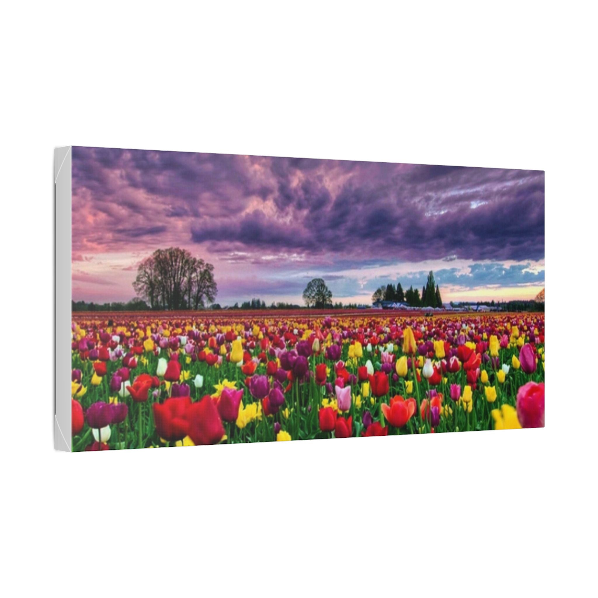 Tulip Field Sunset Canvas Print
