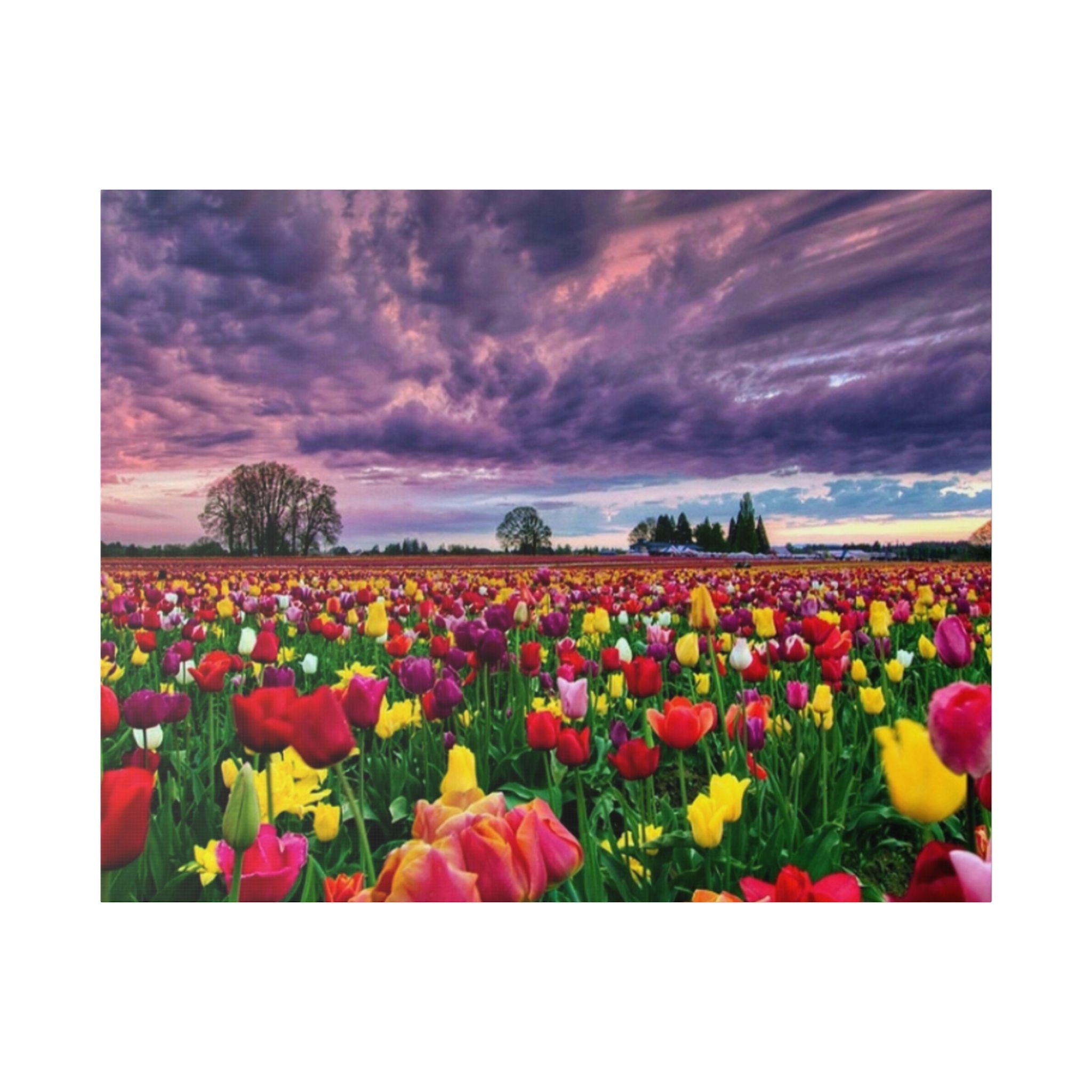 Tulip Field Sunset Canvas Print