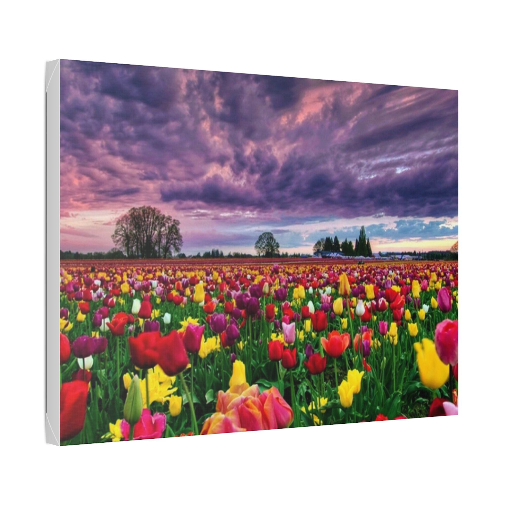 Tulip Field Sunset Canvas Print