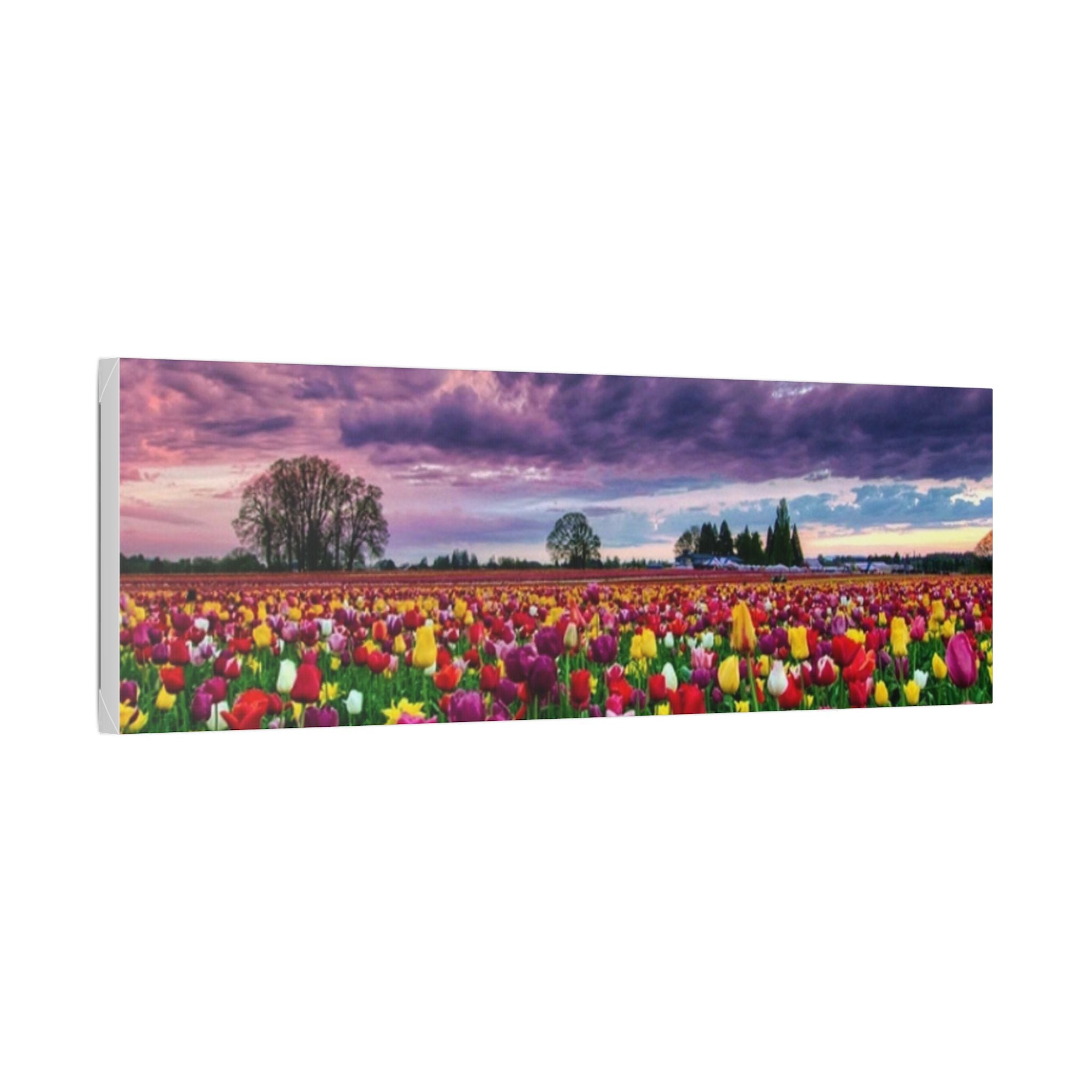 Tulip Field Sunset Canvas Print