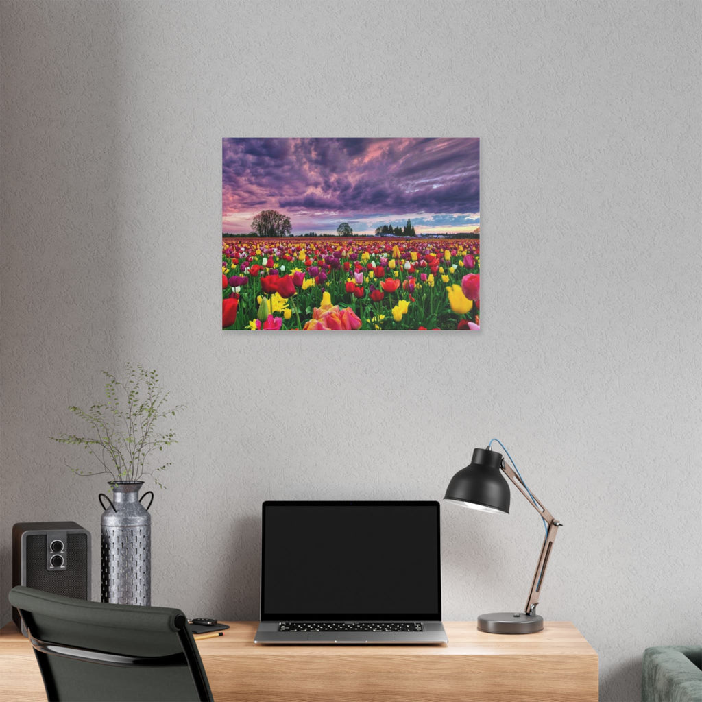 Tulip Field Sunset Canvas Print