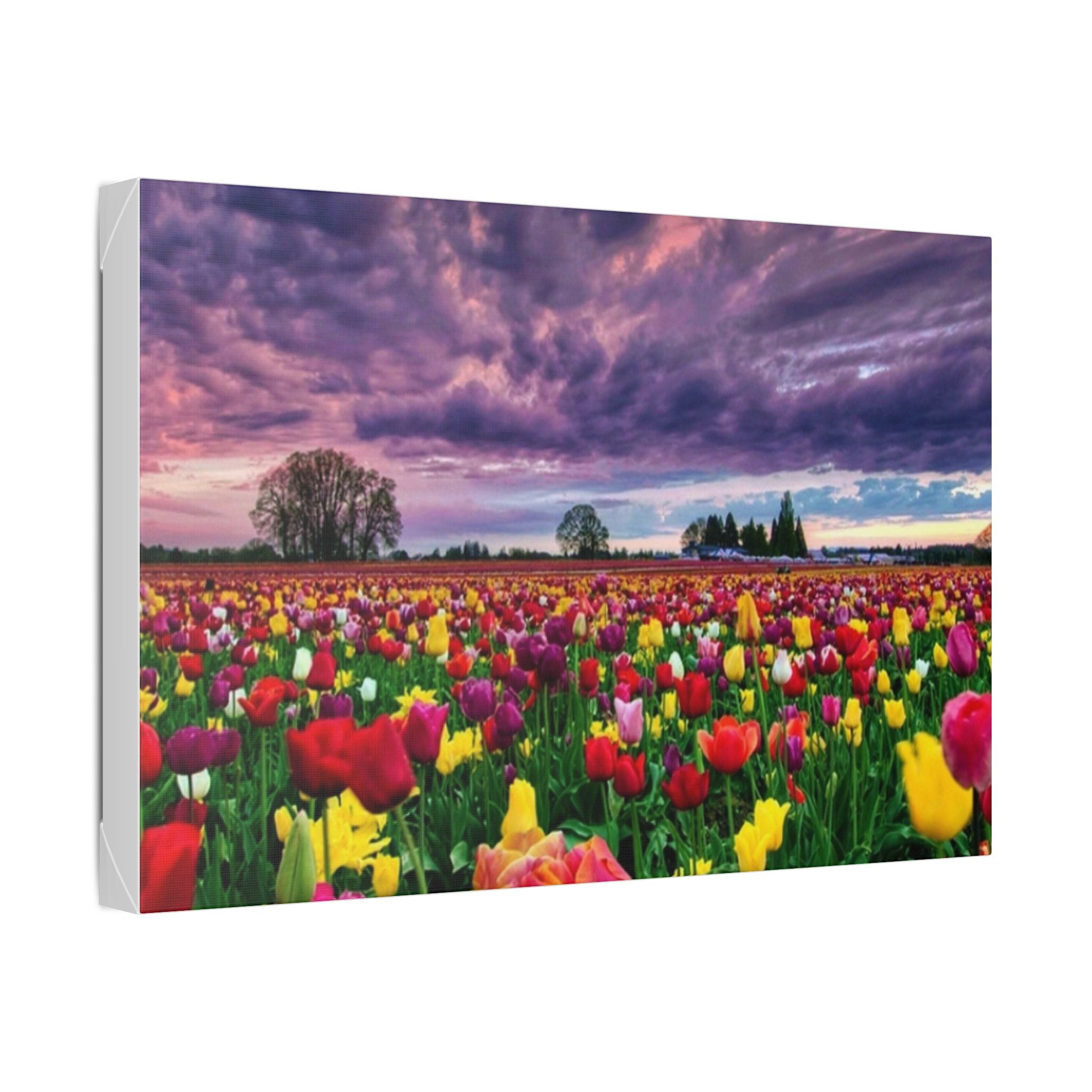 Tulip Field Sunset Canvas Print