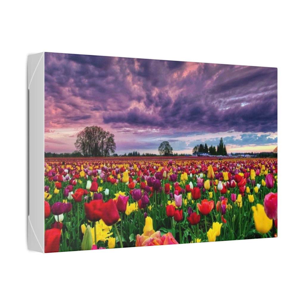 Tulip Field Sunset Canvas Print