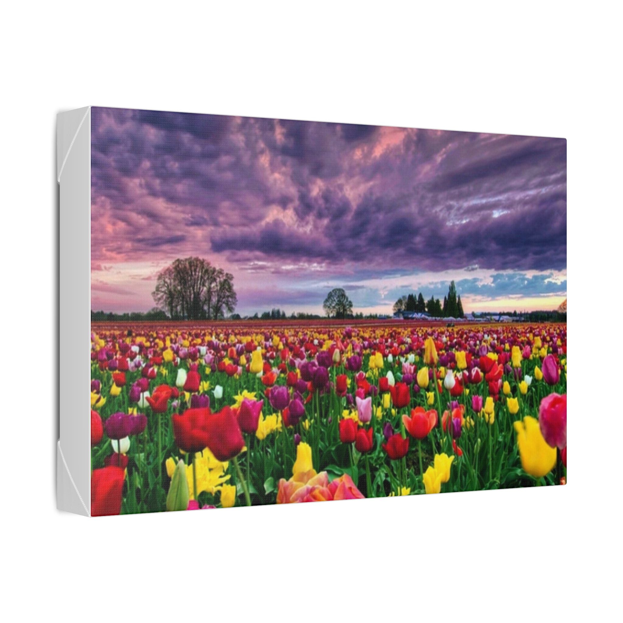 Tulip Field Sunset Canvas Print