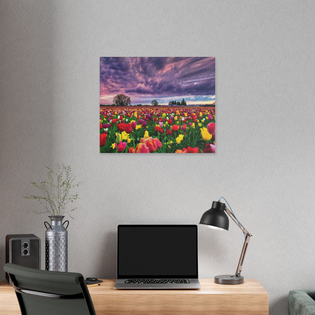 Tulip Field Sunset Canvas Print