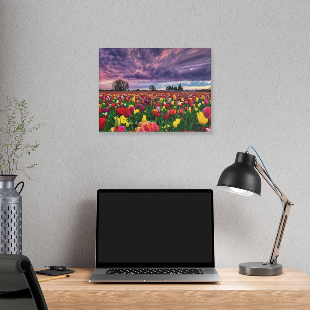 Tulip Field Sunset Canvas Print