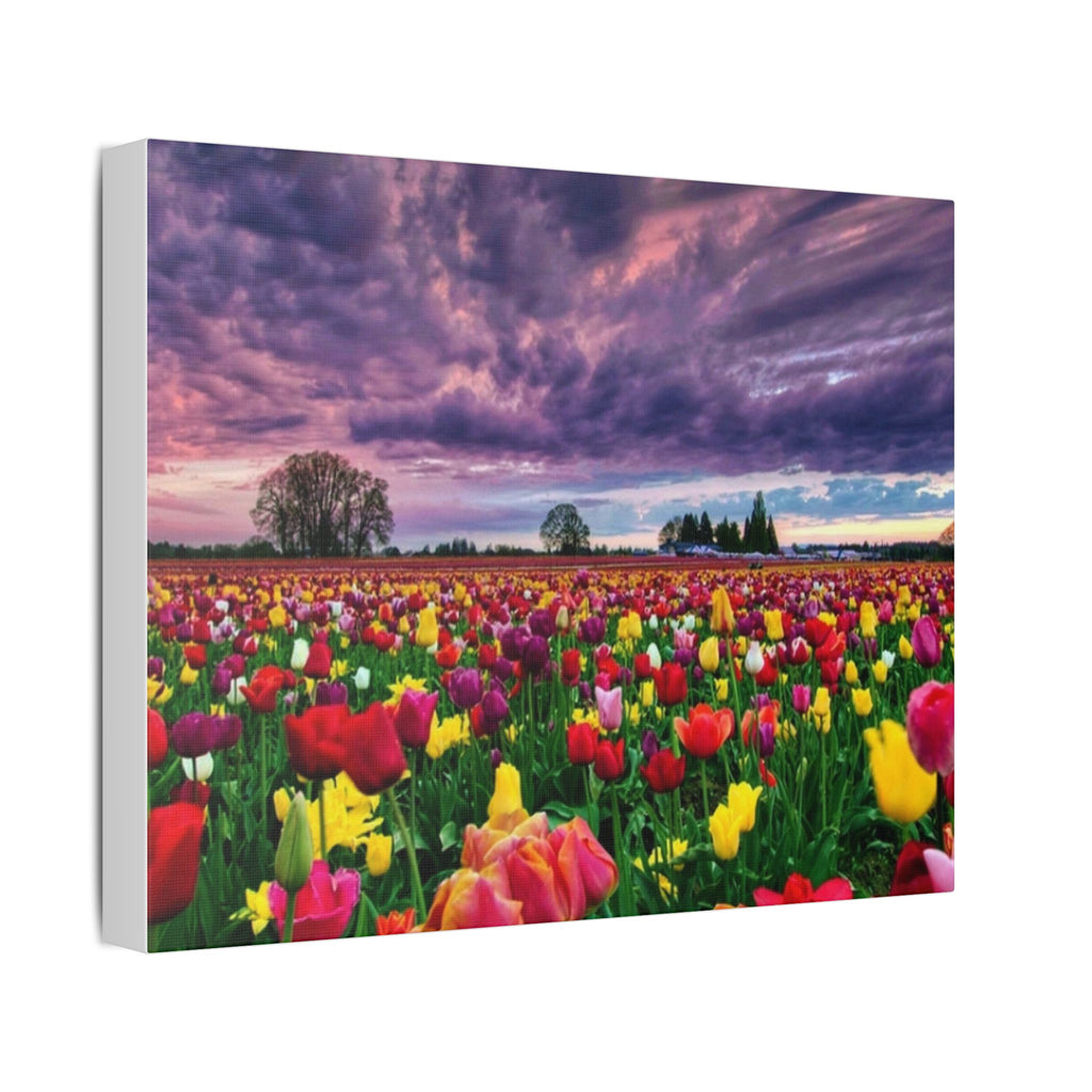 Tulip Field Sunset Canvas Print