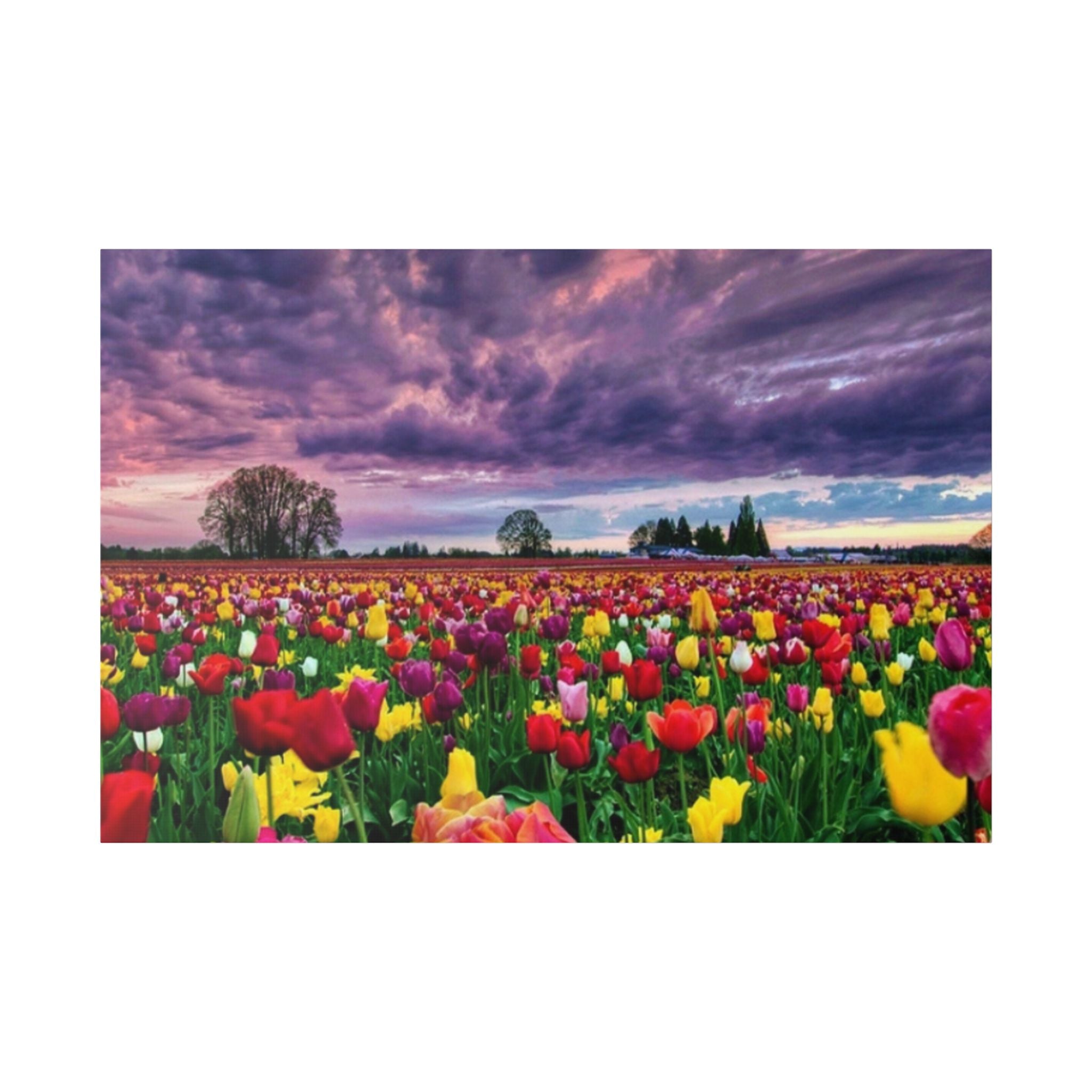 Tulip Field Sunset Canvas Print