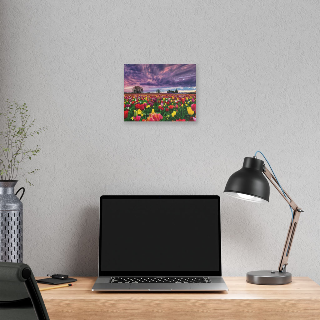 Tulip Field Sunset Canvas Print
