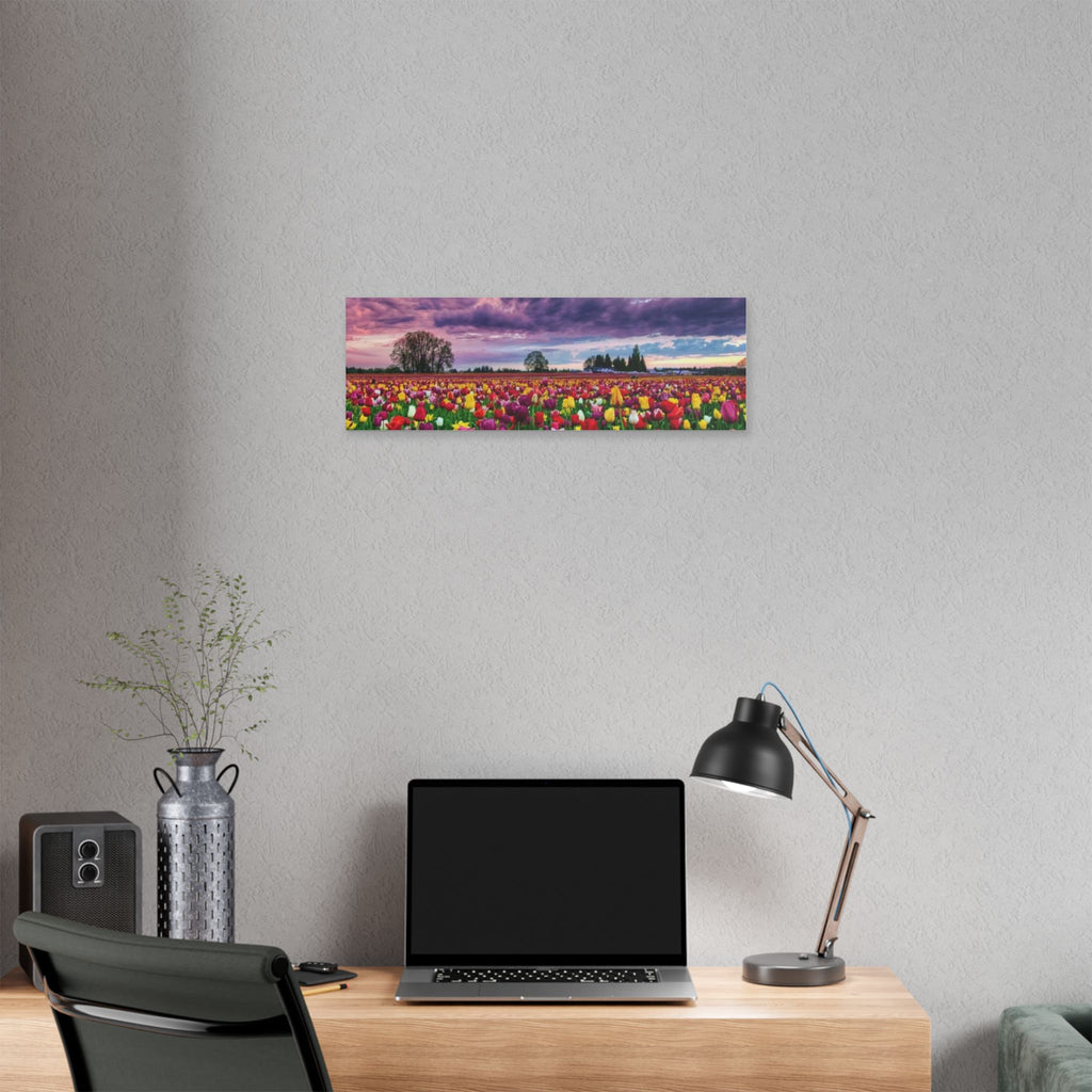 Tulip Field Sunset Canvas Print