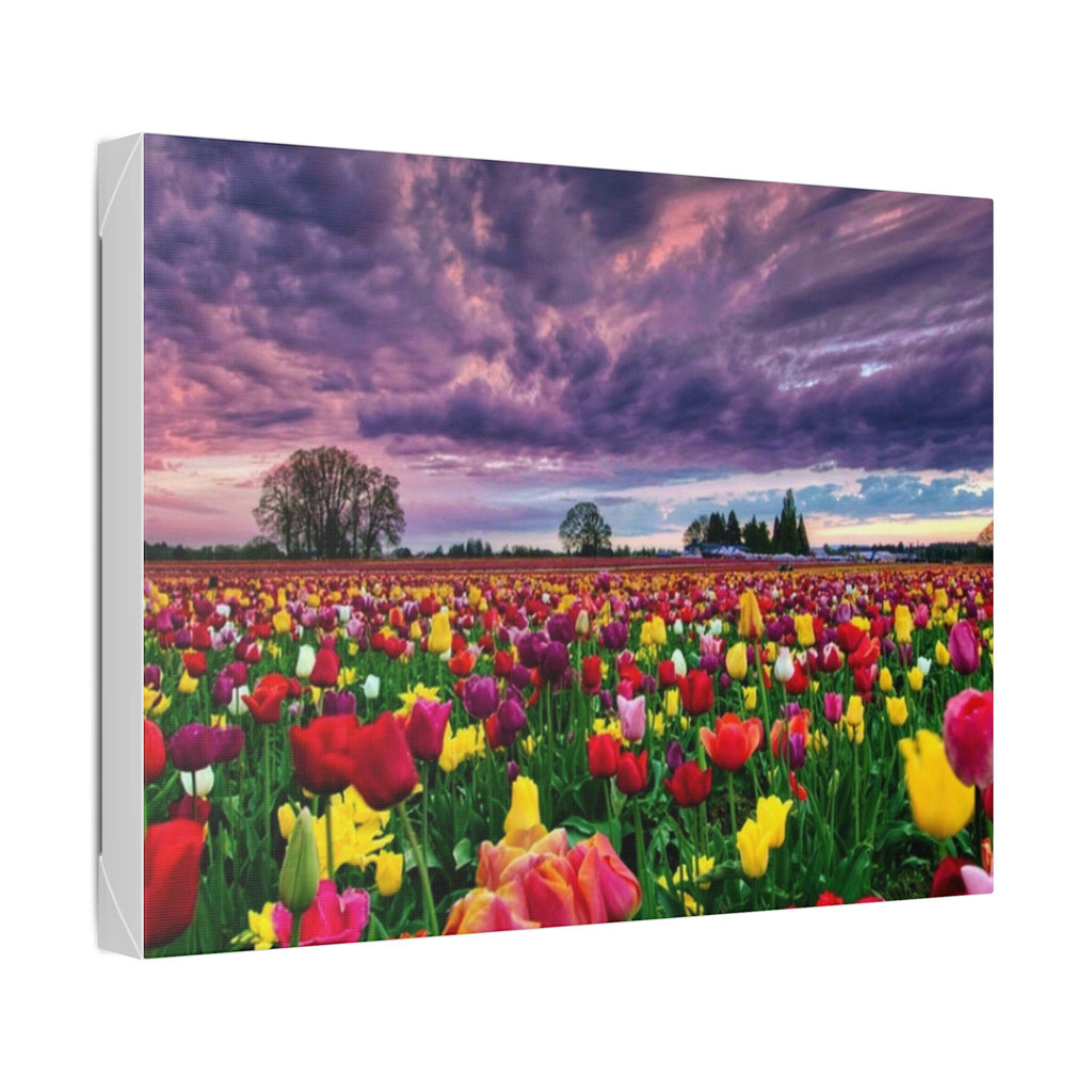 Tulip Field Sunset Canvas Print