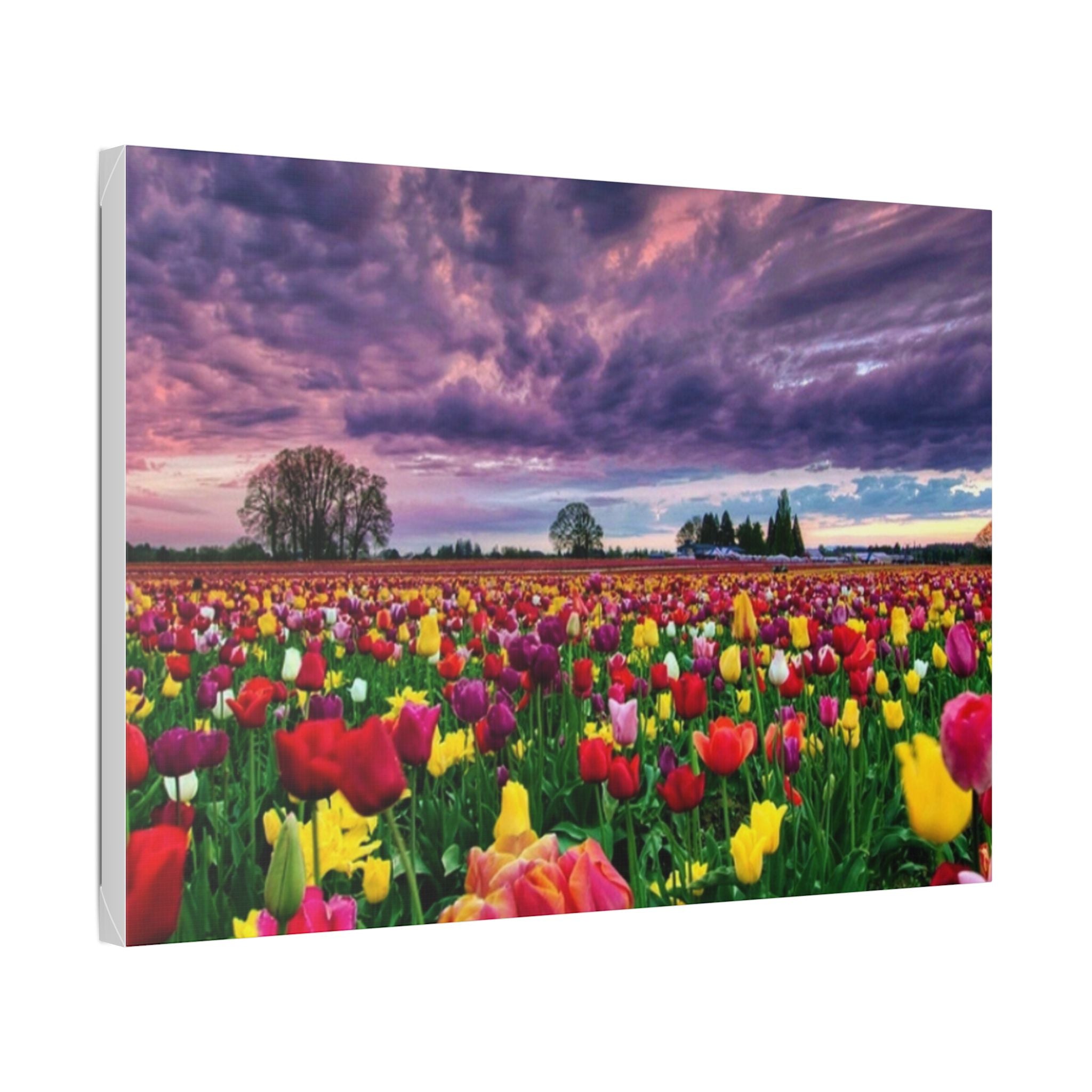 Tulip Field Sunset Canvas Print