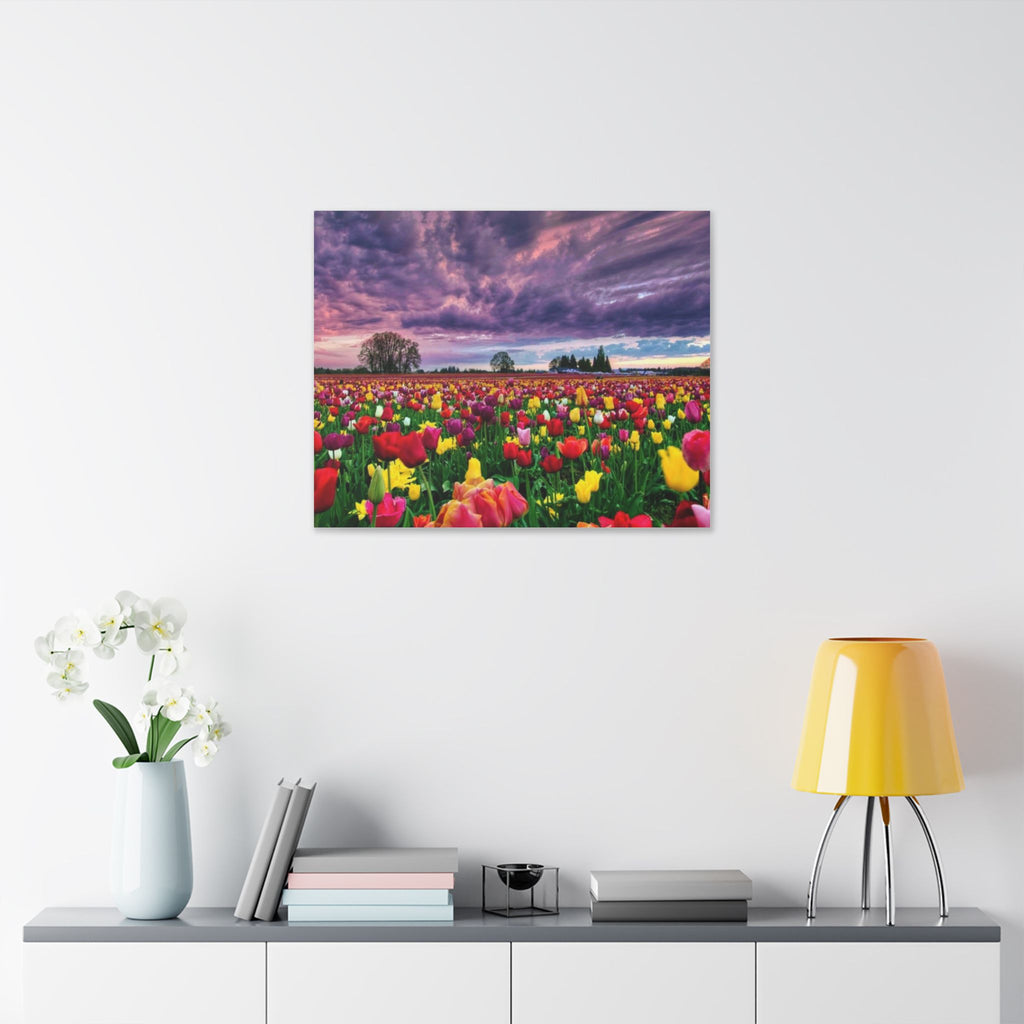Tulip Field Sunset Canvas Print
