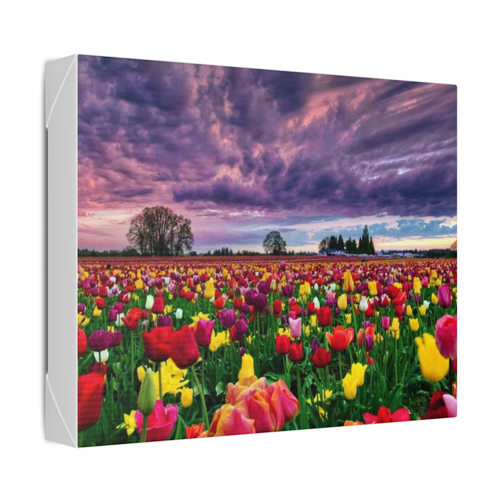 Tulip Field Sunset Canvas Print