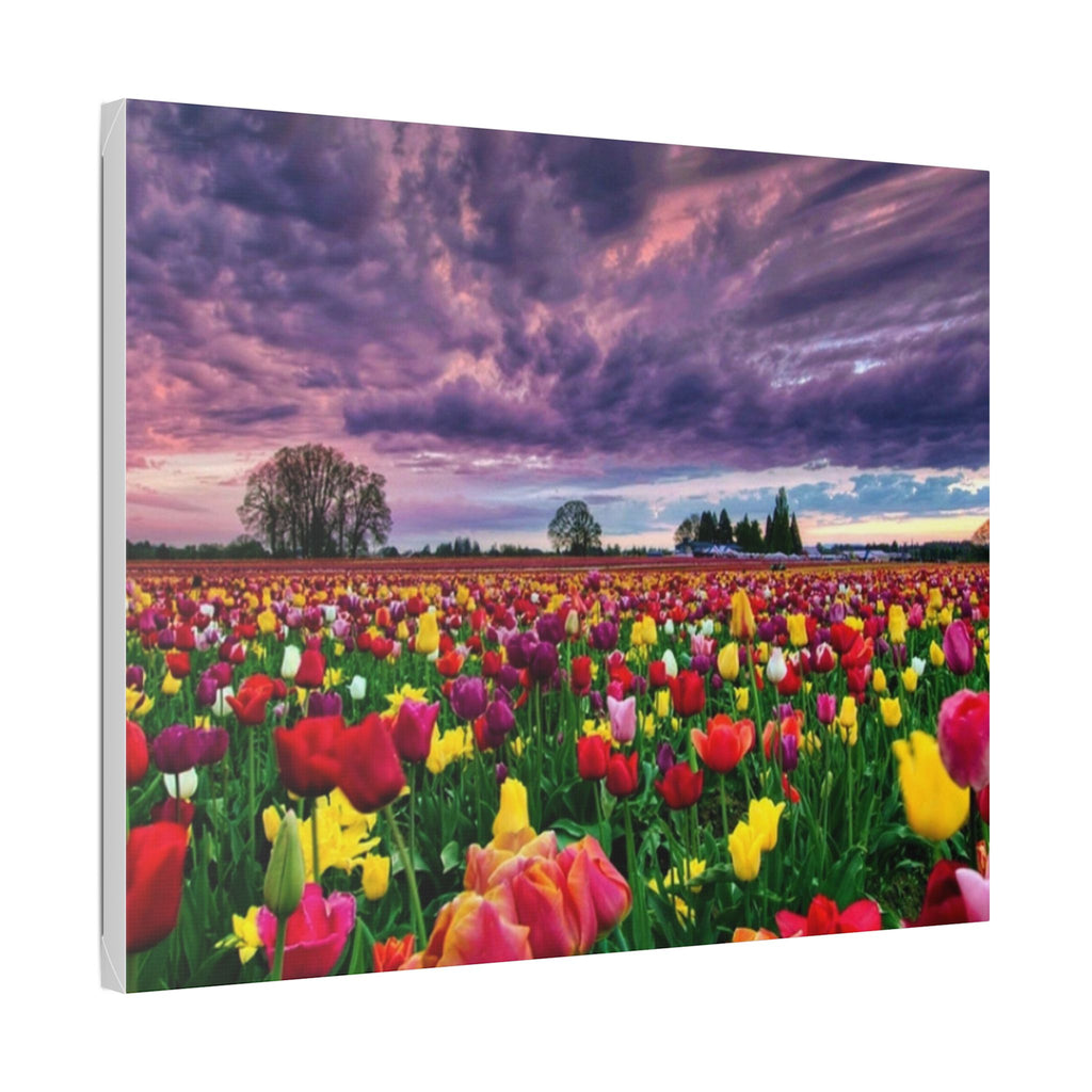 Tulip Field Sunset Canvas Print