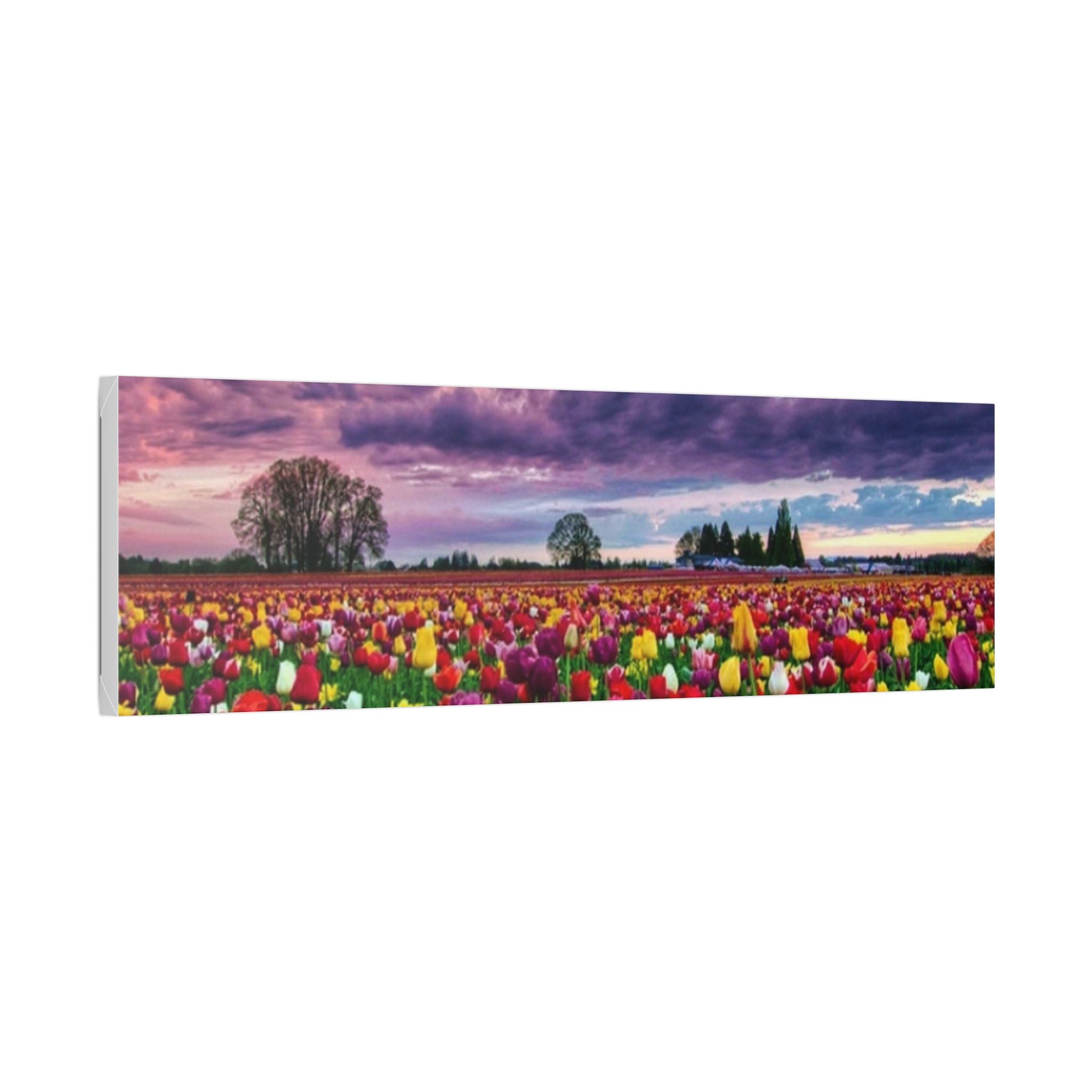 Tulip Field Sunset Canvas Print