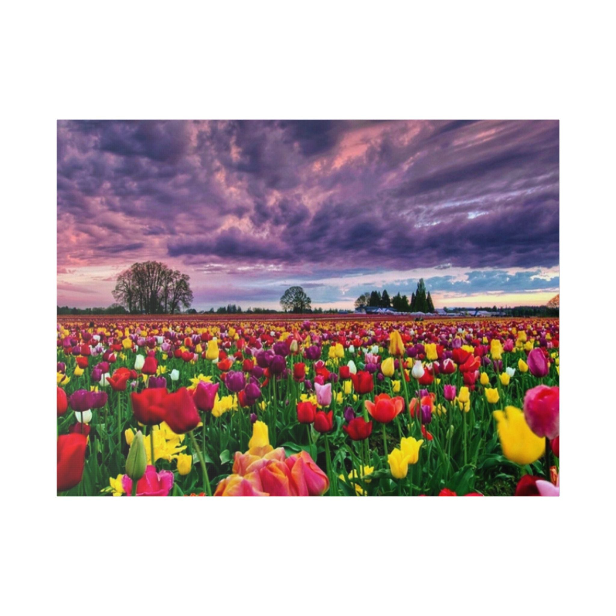 Tulip Field Sunset Canvas Print