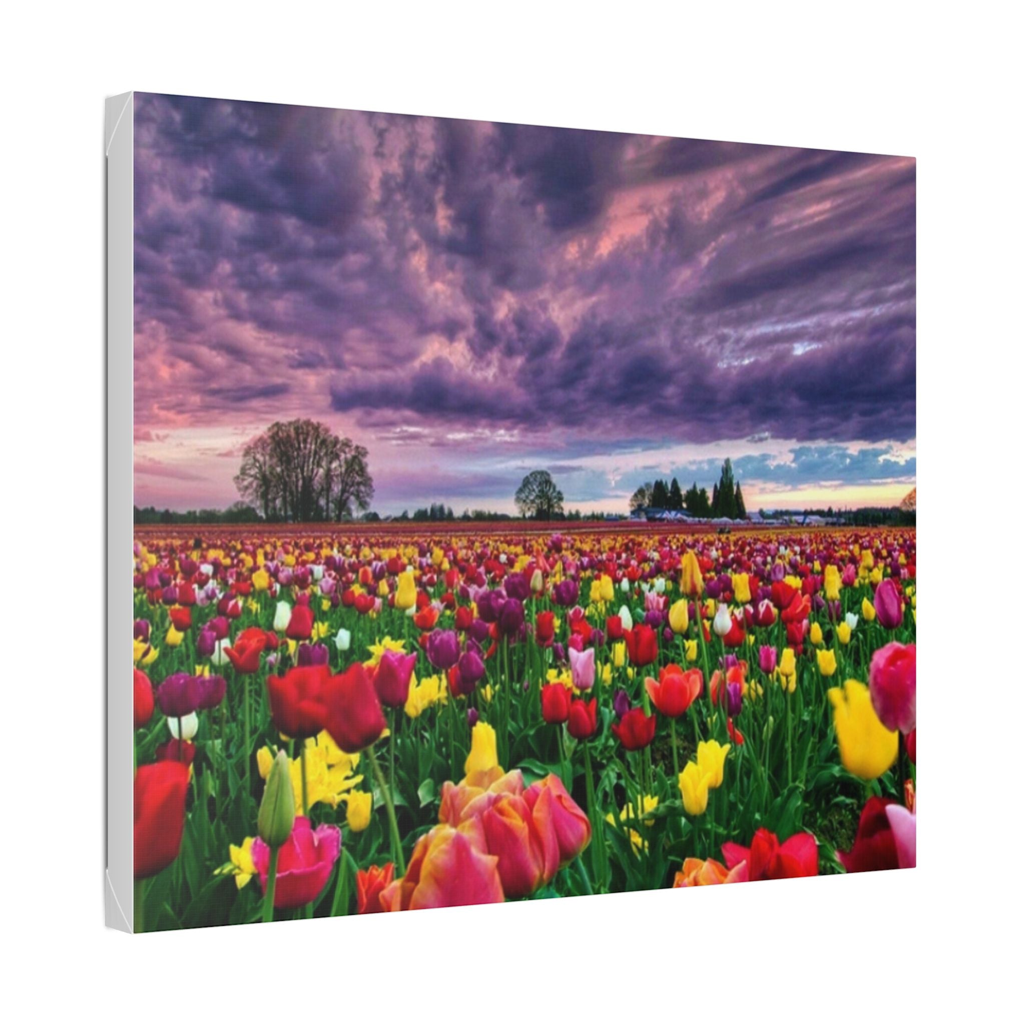 Tulip Field Sunset Canvas Print