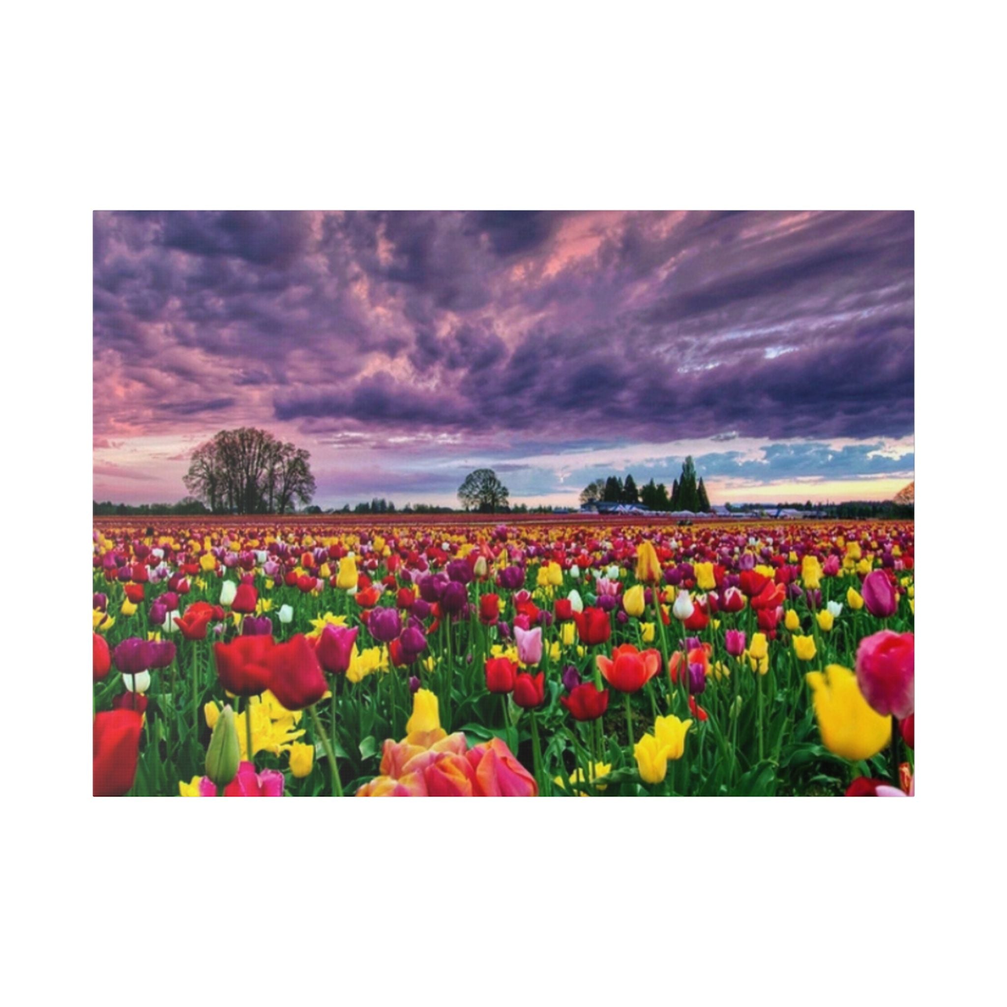 Tulip Field Sunset Canvas Print