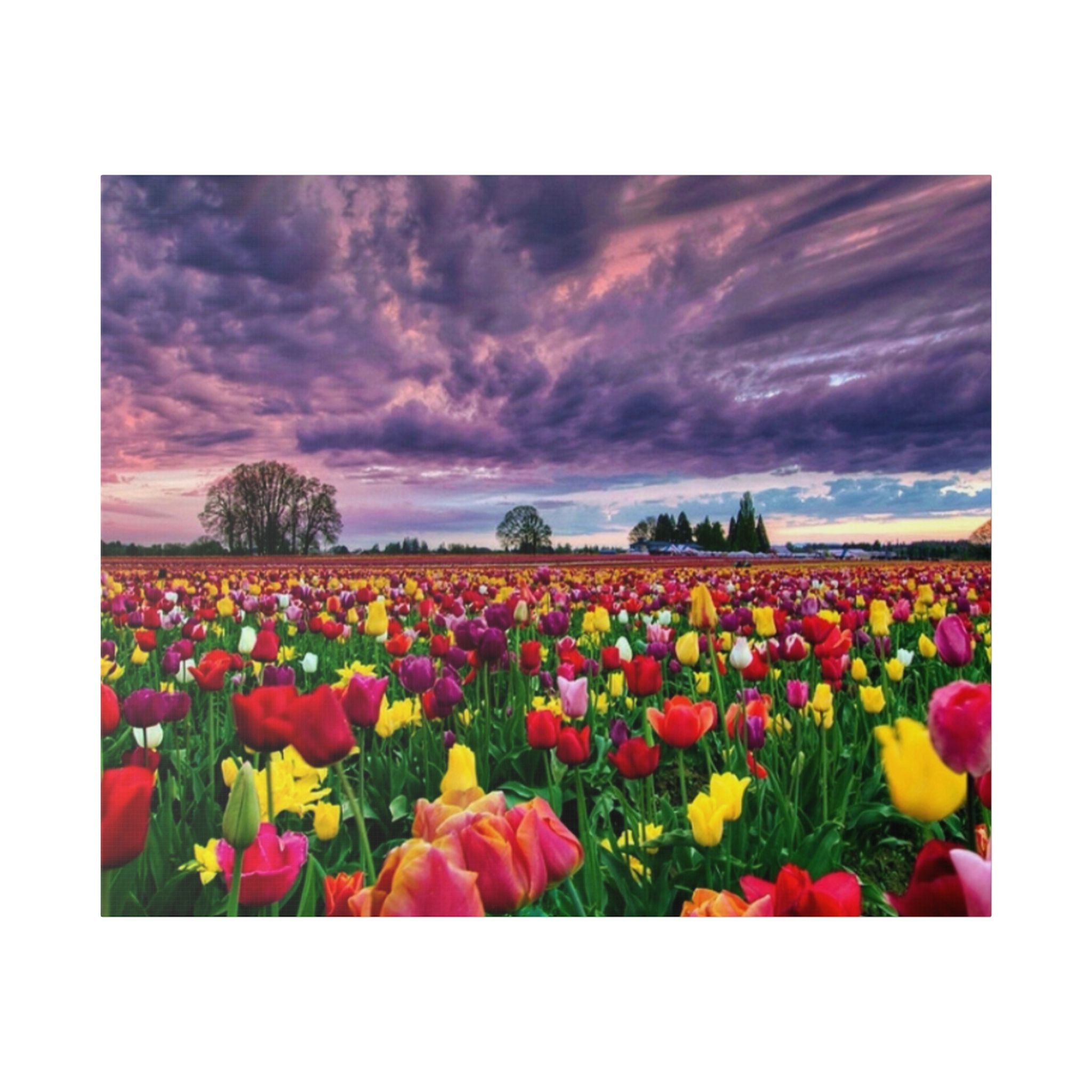 Tulip Field Sunset Canvas Print