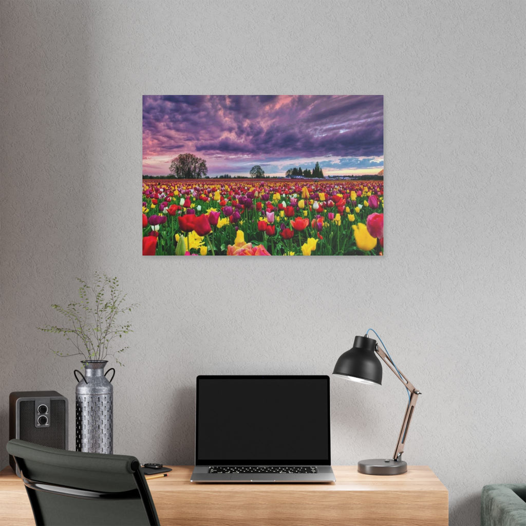 Tulip Field Sunset Canvas Print