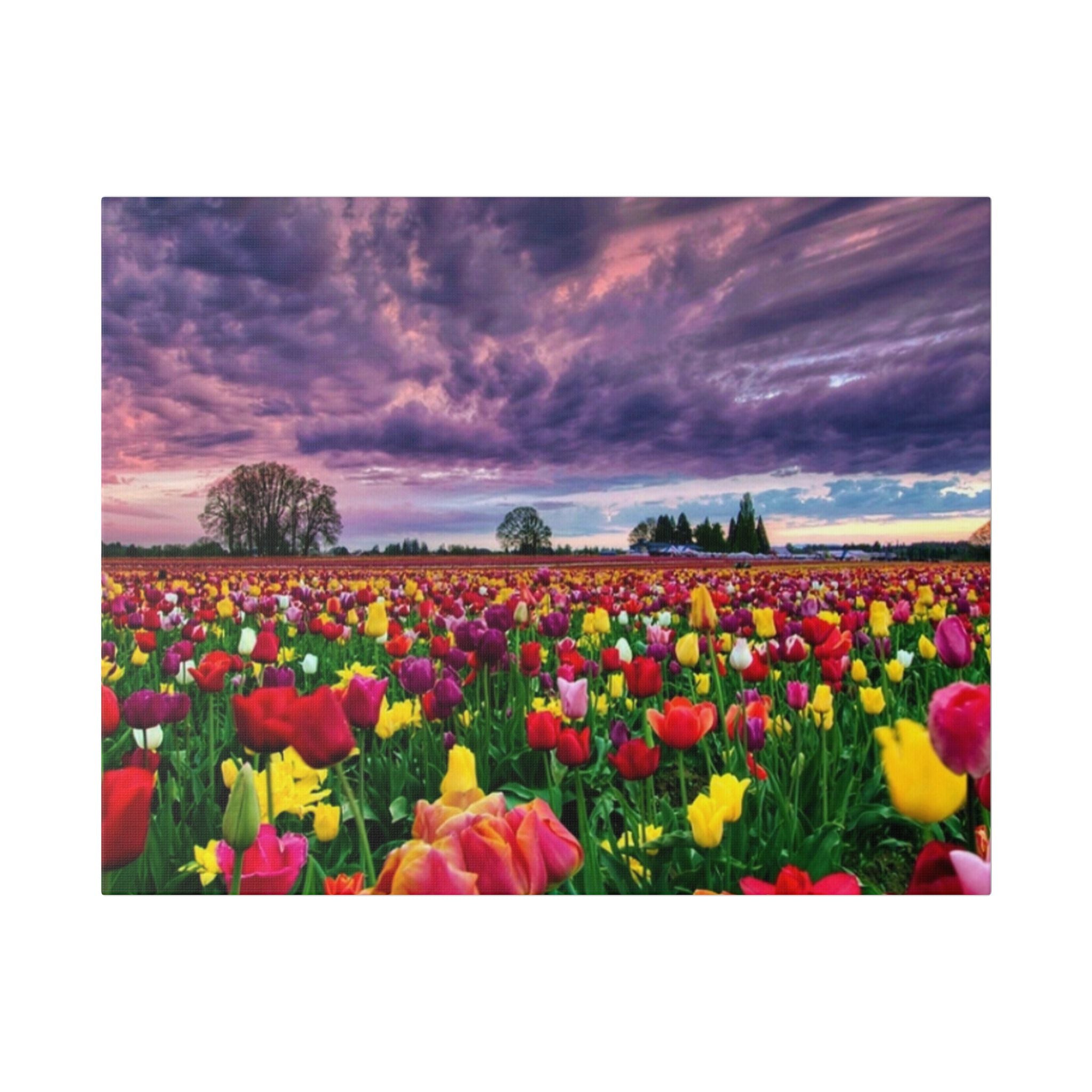 Tulip Field Sunset Canvas Print
