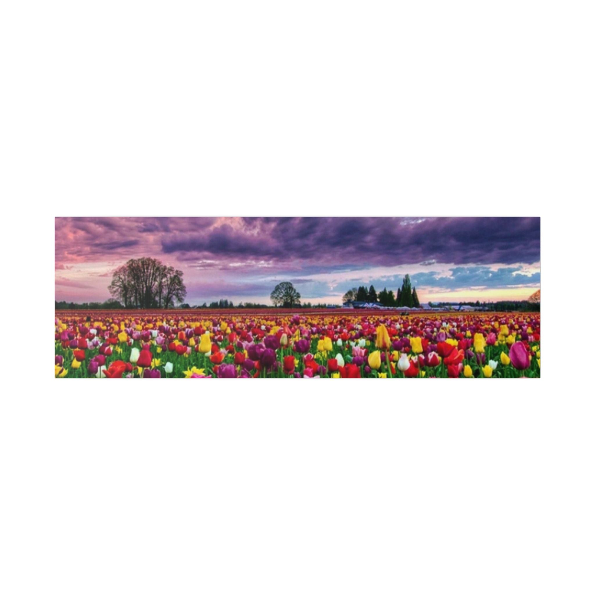Tulip Field Sunset Canvas Print