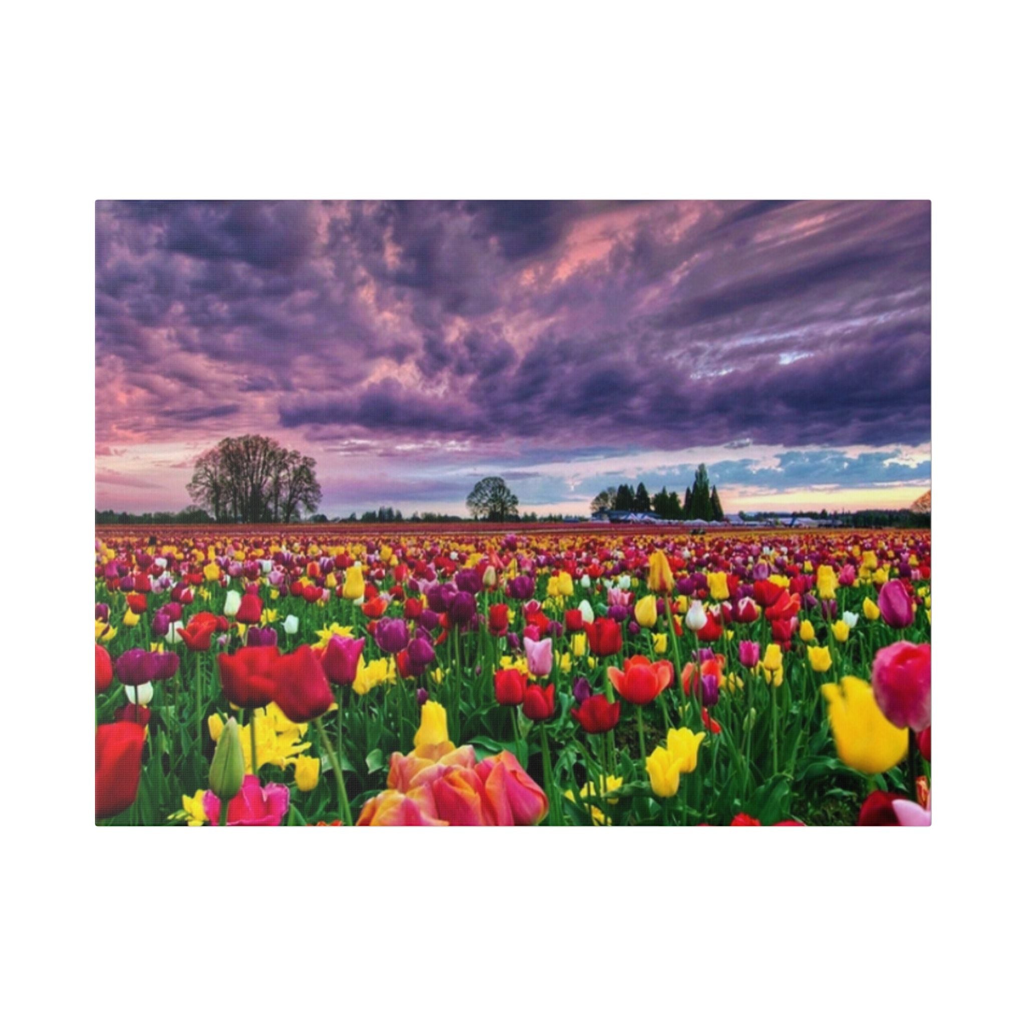 Tulip Field Sunset Canvas Print