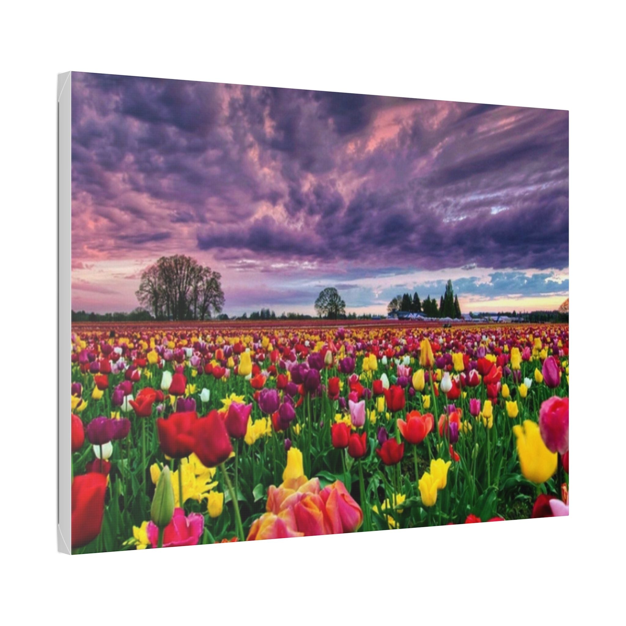 Tulip Field Sunset Canvas Print