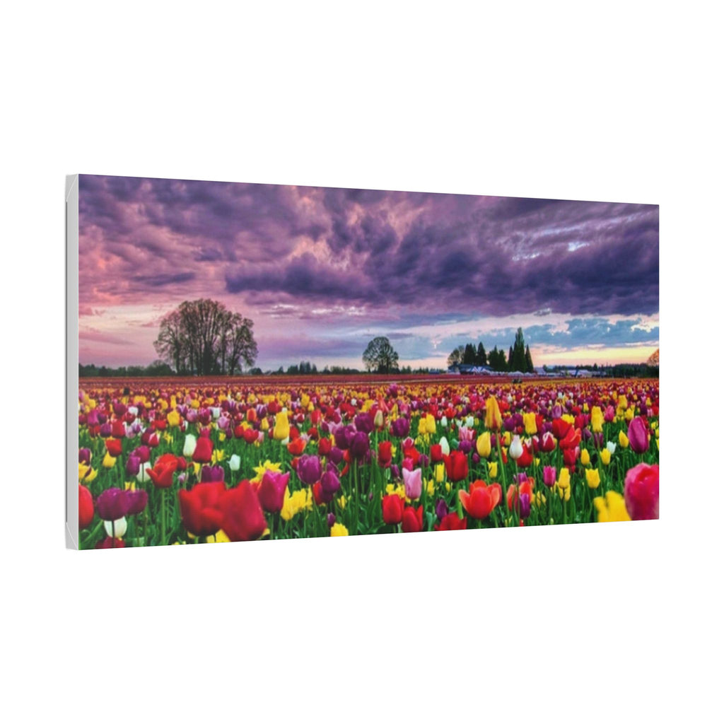 Tulip Field Sunset Canvas Print