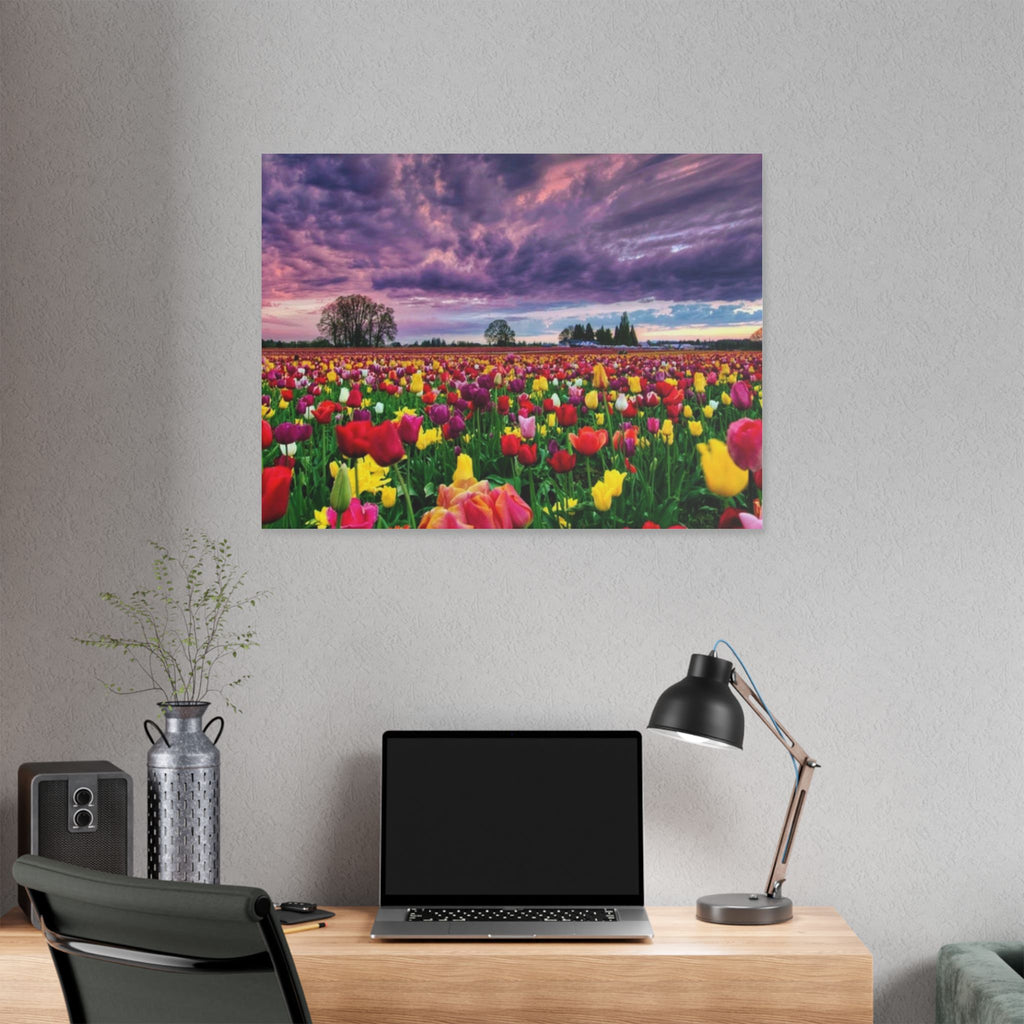 Tulip Field Sunset Canvas Print