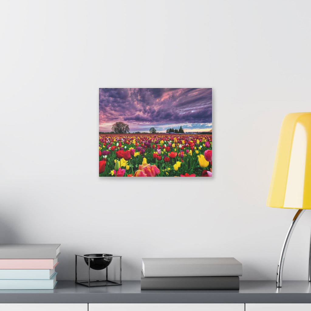 Tulip Field Sunset Canvas Print