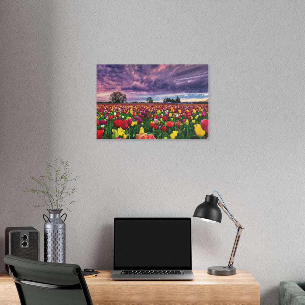 Tulip Field Sunset Canvas Print