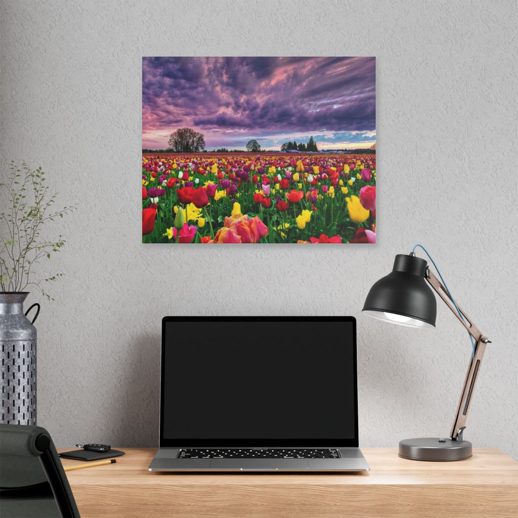 Tulip Field Sunset Canvas Print